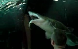 sharkeatsshark