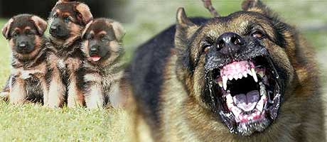 germanshepherds